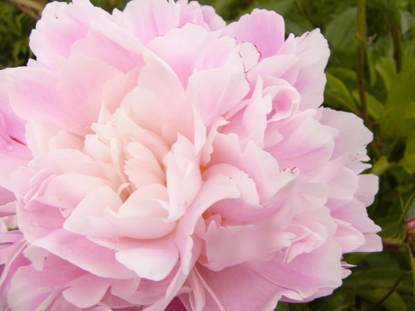 P1380650 - ANUL 2021 FLORI III