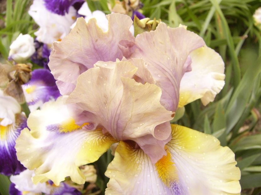 P1380654 - ANUL 2021 FLORI III