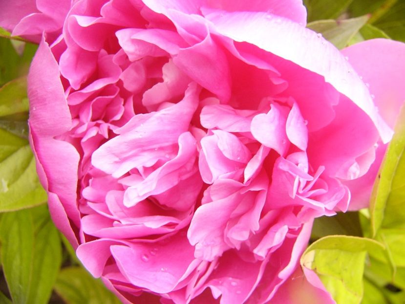 P1380655 - ANUL 2021 FLORI III