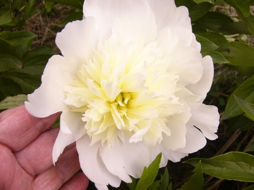 P1380657 - ANUL 2021 FLORI III