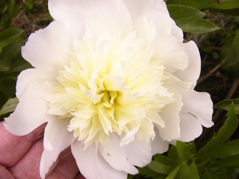 P1380658 - ANUL 2021 FLORI III