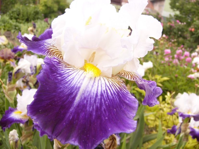 P1380659 - ANUL 2021 FLORI III