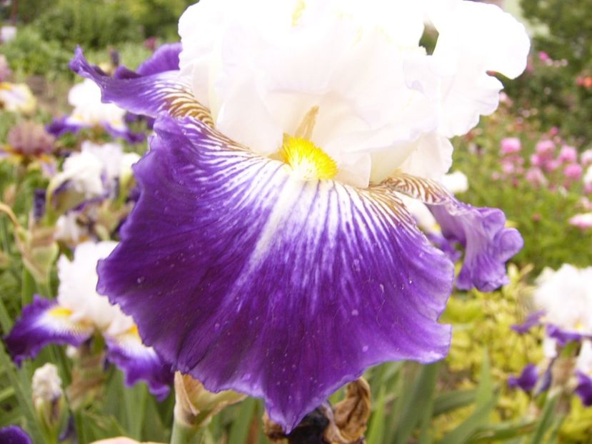 P1380660 - ANUL 2021 FLORI III