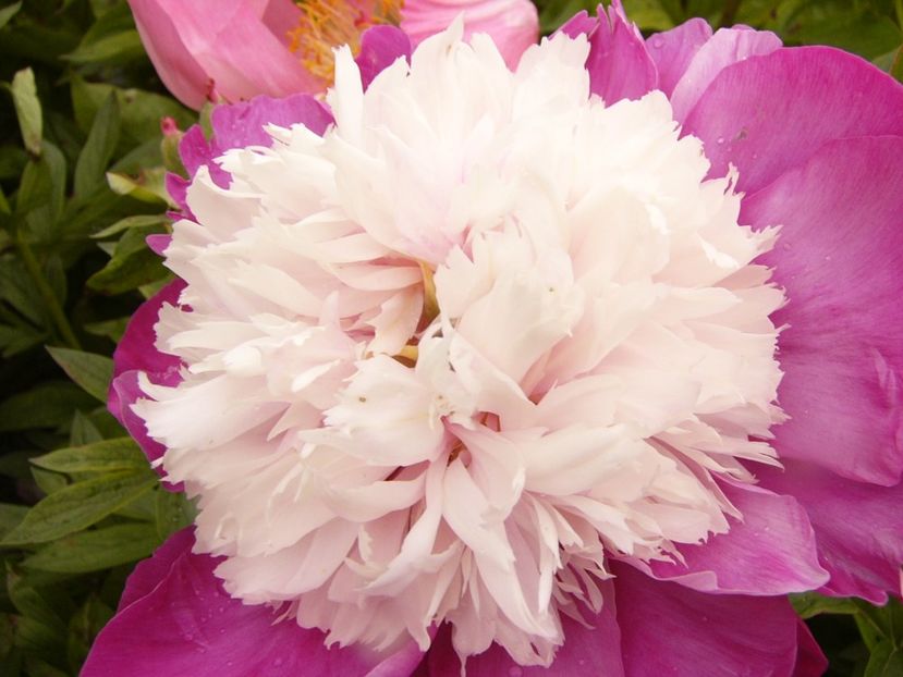 P1380665 - ANUL 2021 FLORI III