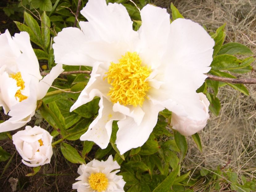 P1380670 - ANUL 2021 FLORI III