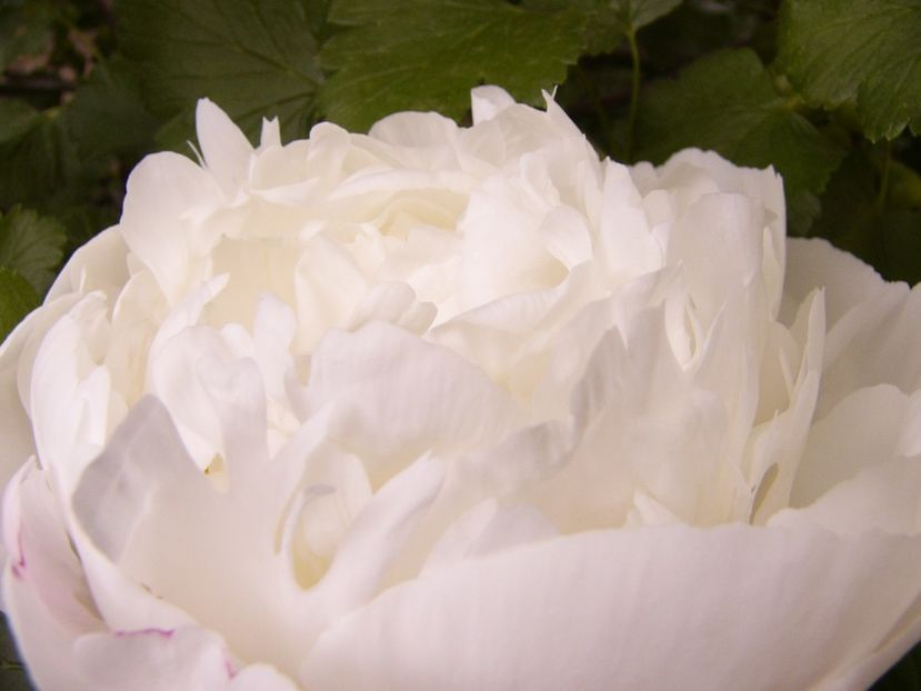 P1380673 - ANUL 2021 FLORI III