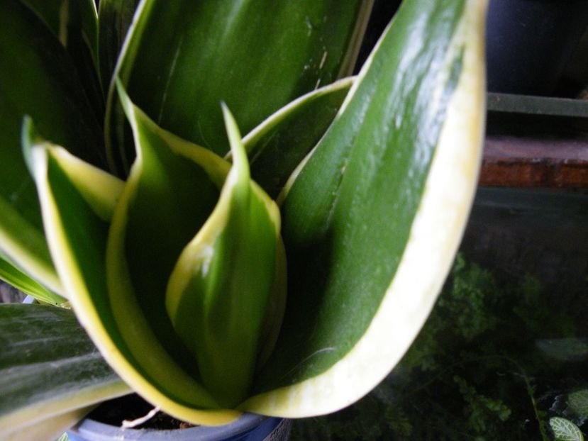 sans jade pagoda 20 - Sansevieria de vanzare