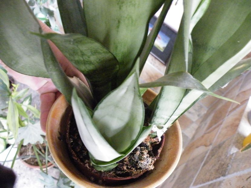 sans moonshine 25 - Sansevieria de vanzare