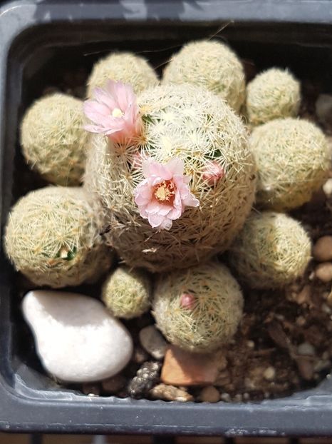 Mammillaria giselae - Mammillaria