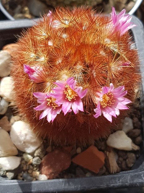 Mammillaria carmenae - Mammillaria