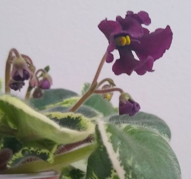 3 iunie 2021 - TS 8-21