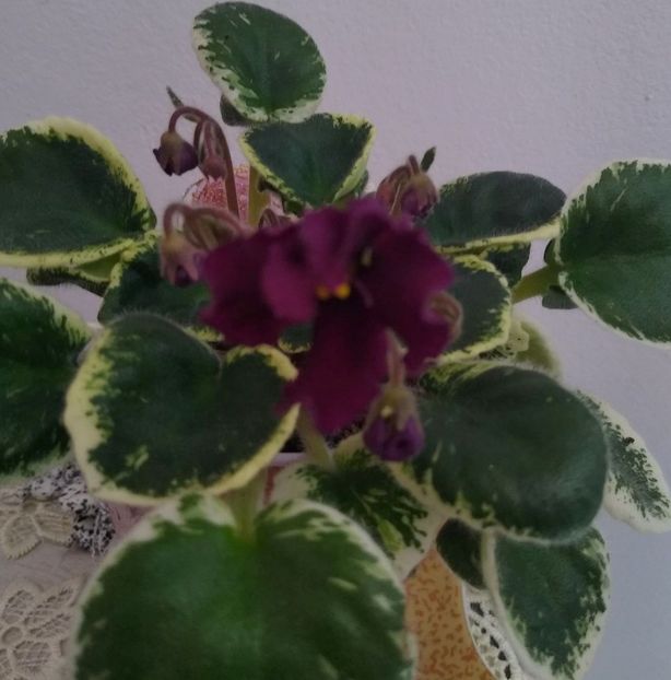 3 iunie 2021 - TS 8-21