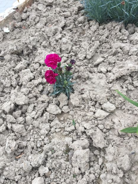 image - Primăvara 2021
