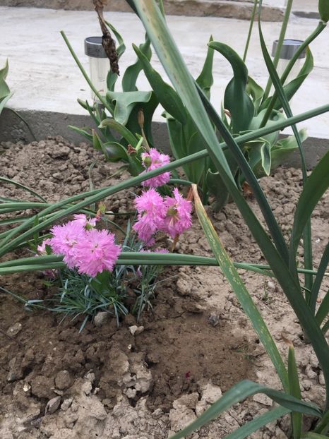 image - Primăvara 2021