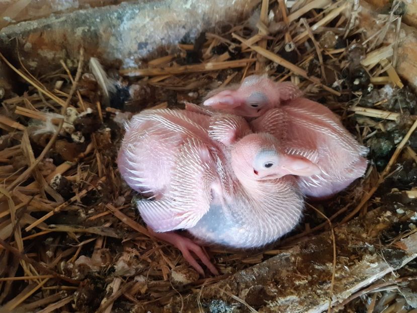  - 06 PUI TEXANI 2021