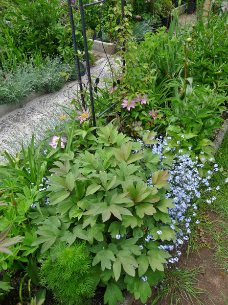  - 2021 - 01 - Primavara