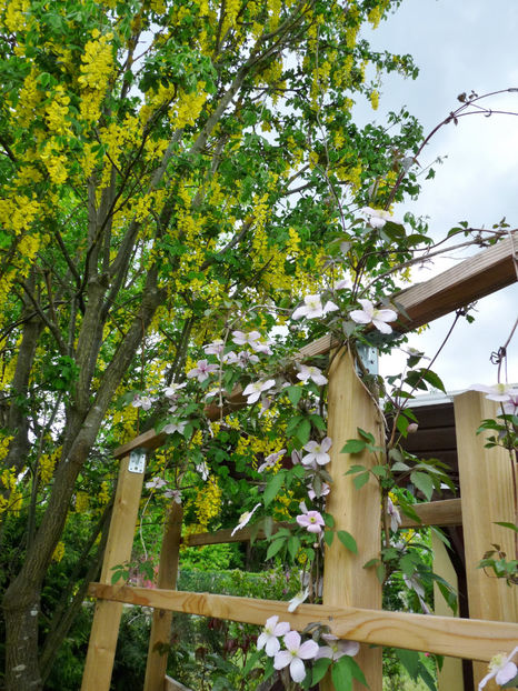  - 2021 - 01 - Primavara