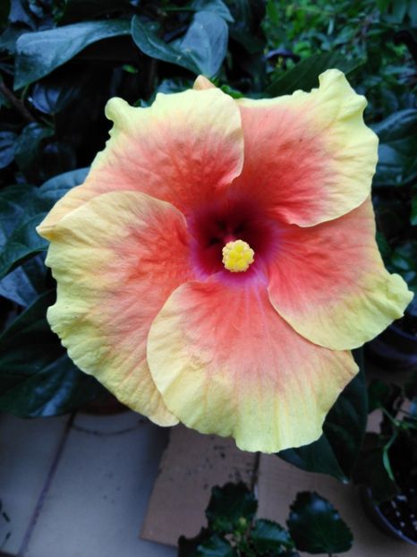  - HIBISCUS 2021