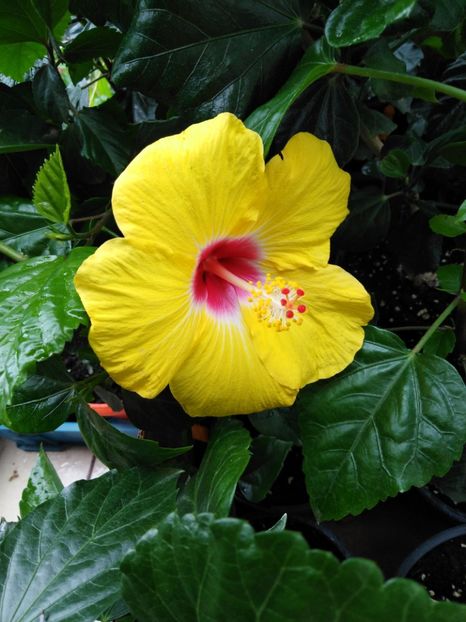  - HIBISCUS 2021