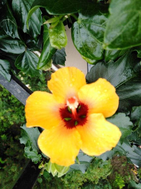  - HIBISCUS 2021