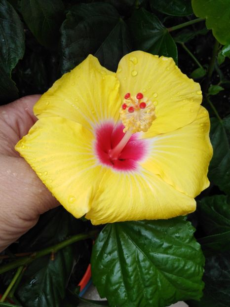  - HIBISCUS 2021