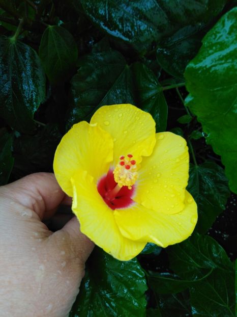  - HIBISCUS 2021