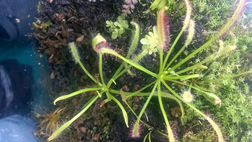 Drosera Capensis tipica vs alba - Plante carnivore de vanzare