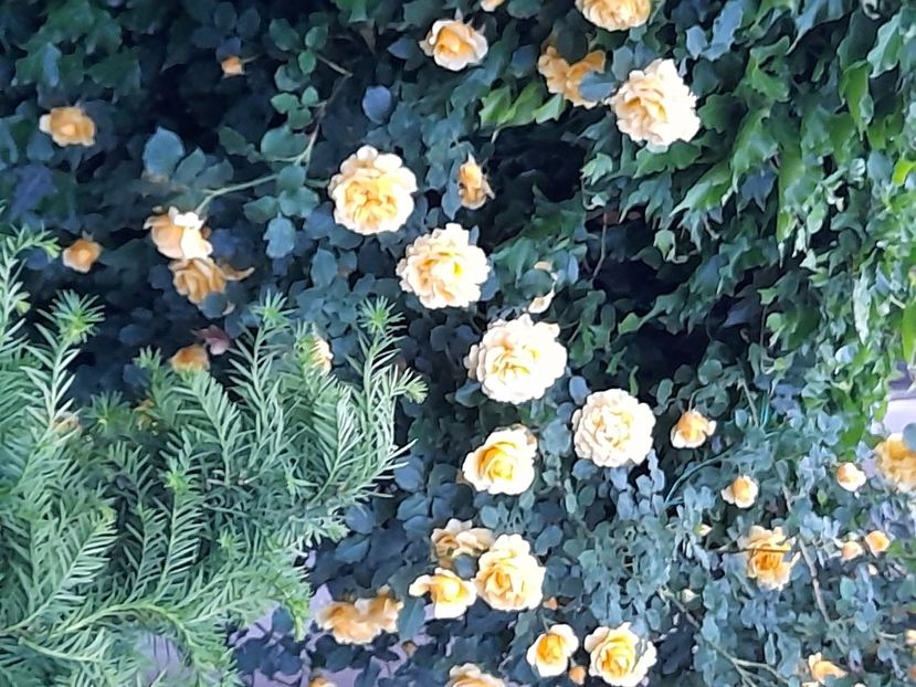 Rimosa - 2021 trandafiri