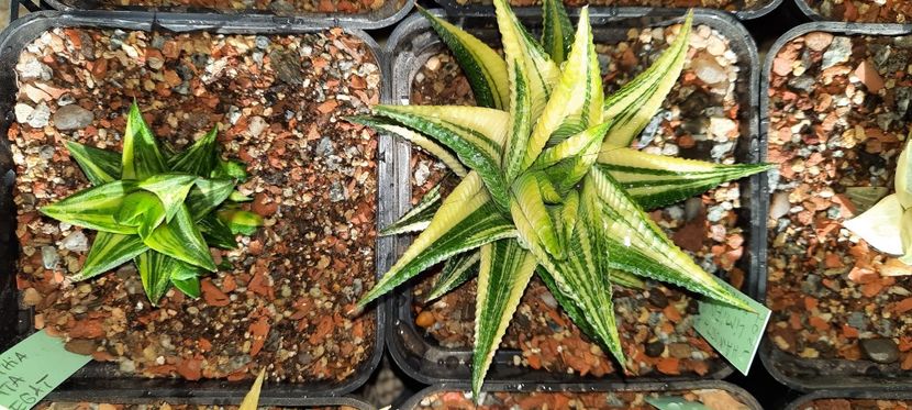  - Haworthia 2021