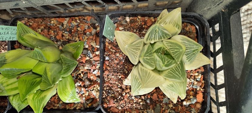  - Haworthia 2021