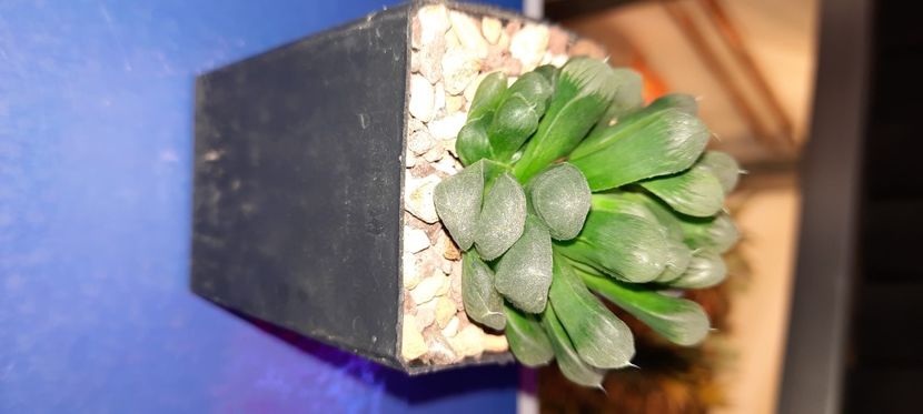  - Haworthia 2021