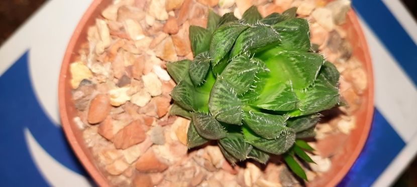  - Haworthia 2021