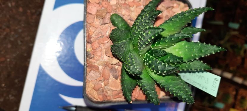  - Haworthia 2021