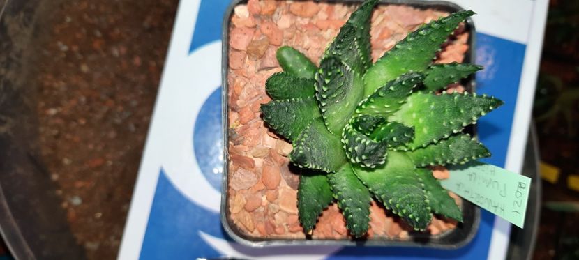  - Haworthia 2021