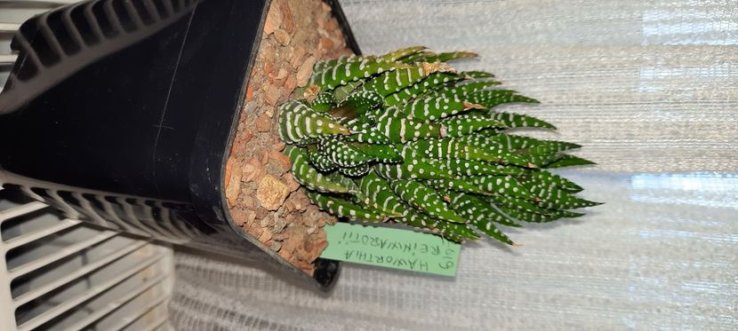  - Haworthia 2021