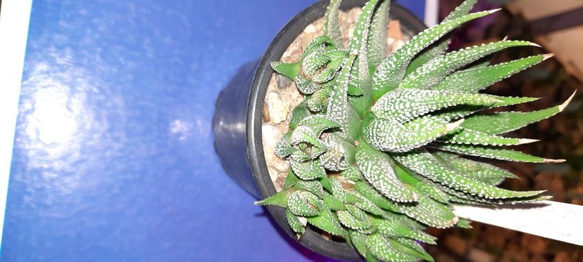  - Haworthia 2021