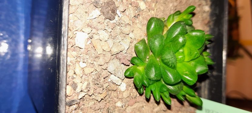  - Haworthia 2021