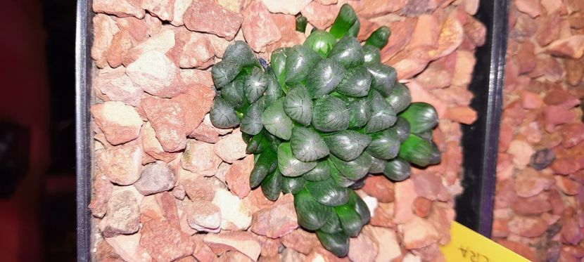  - Haworthia 2021