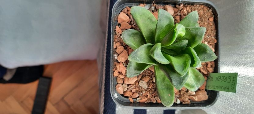  - Haworthia 2021