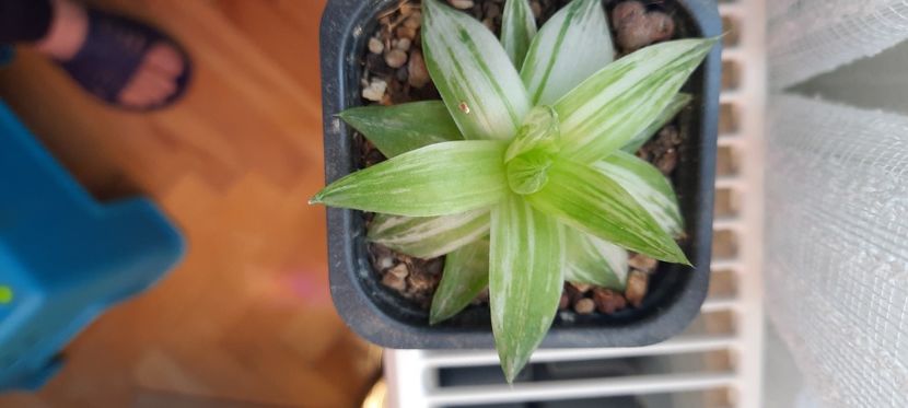  - Haworthia 2021