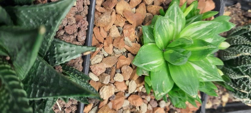  - Haworthia 2021