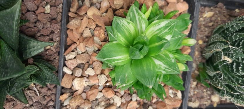  - Haworthia 2021