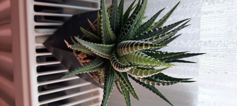  - Haworthia 2021