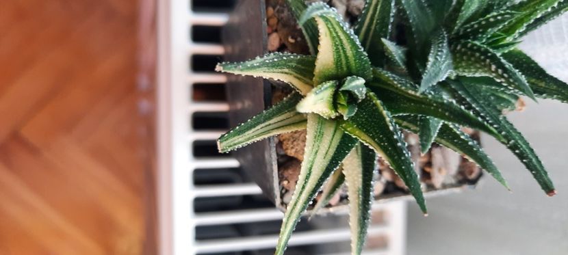  - Haworthia 2021