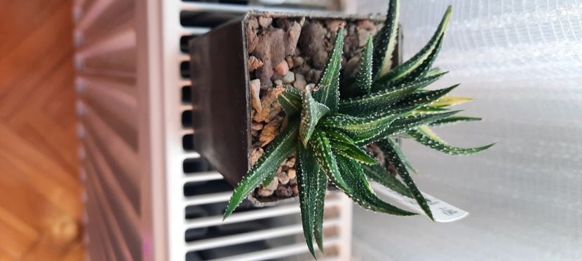  - Haworthia 2021