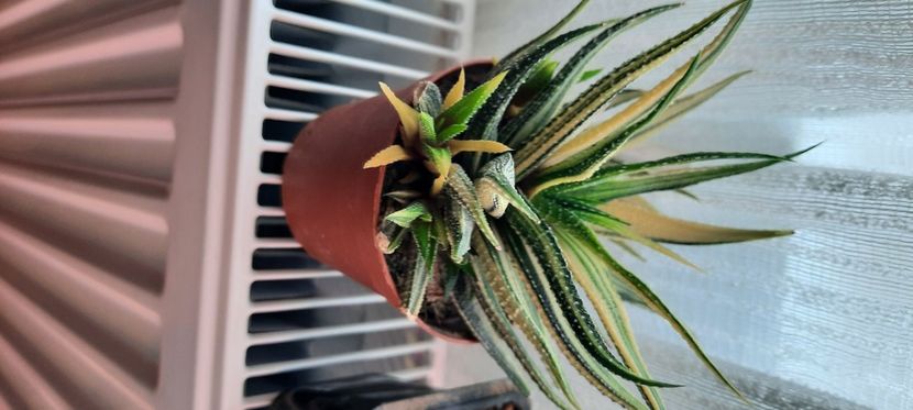  - Haworthia 2021
