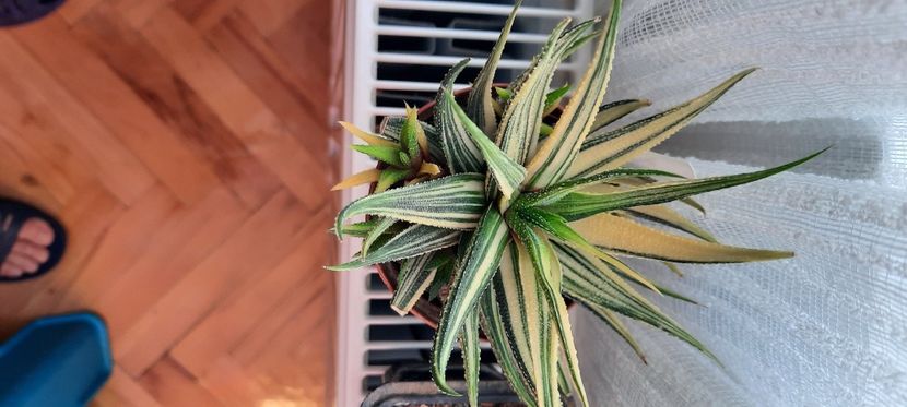  - Haworthia 2021