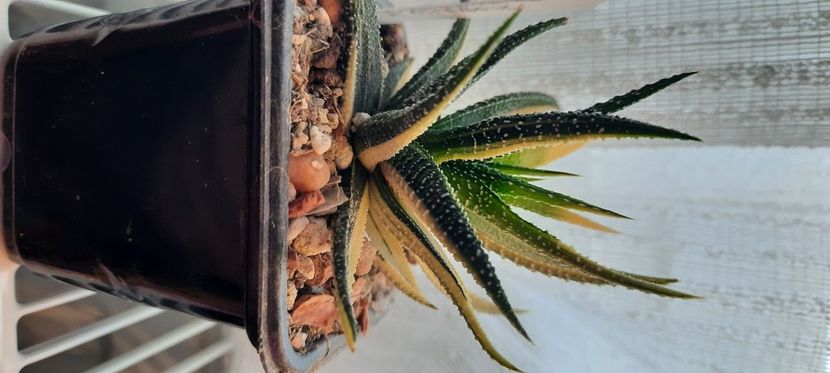  - Haworthia 2021