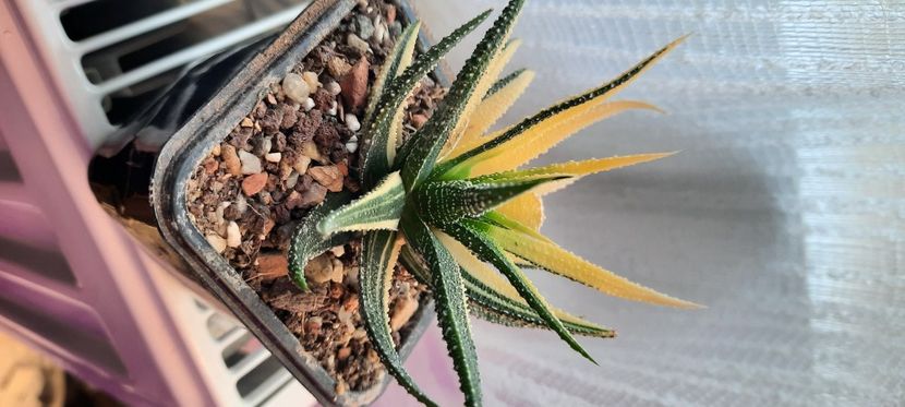  - Haworthia 2021