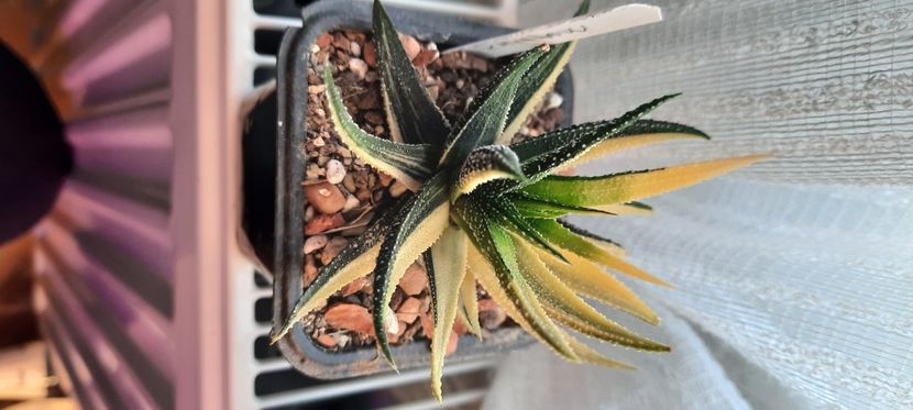  - Haworthia 2021